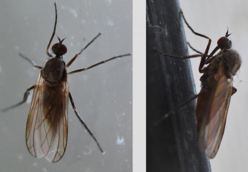 Empis sp.